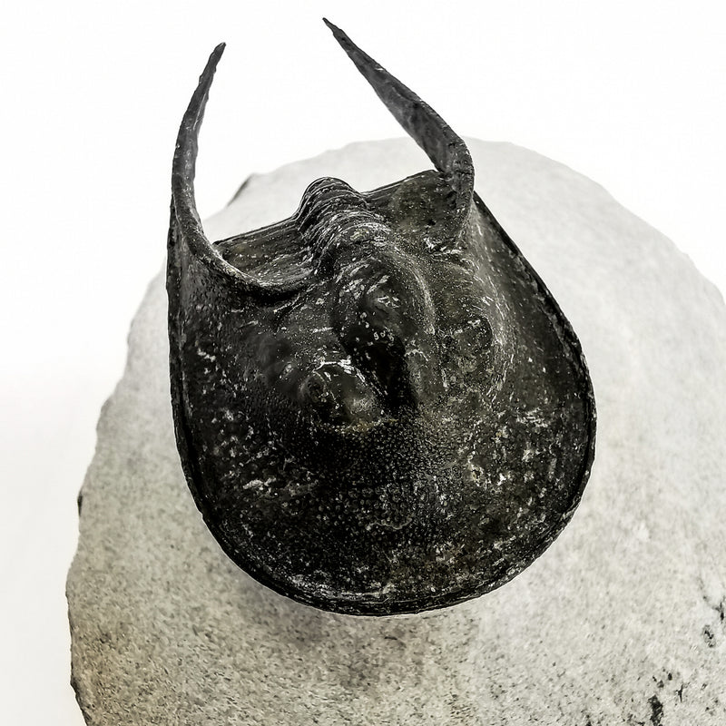 Harpes Trilobite - Fossil Specimen