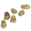 Calymene Trilobite - Fossil