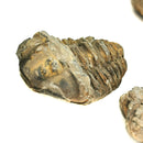 Calymene Trilobite - Fossil