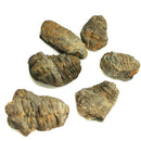 Calymene Trilobite - Fossil