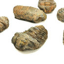 Calymene Trilobite - Fossil