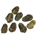 Calymene Trilobite - Fossil