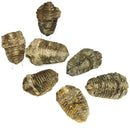 Calymene Trilobite - Fossil