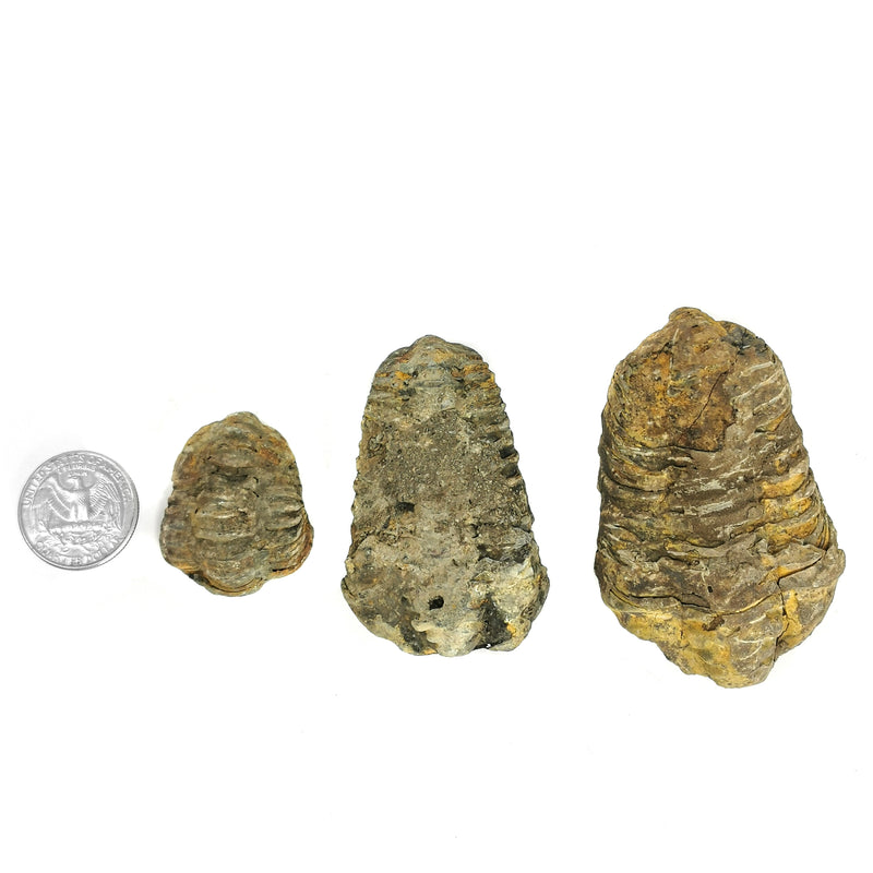 Calymene Trilobite - Fossil