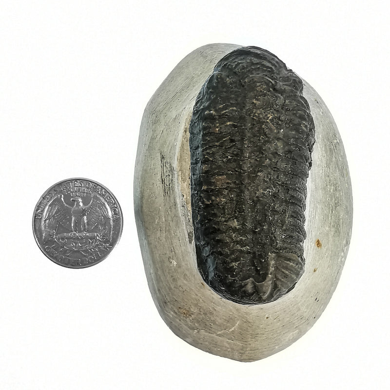 Phacops Trilobite (Sand blasted) - Fossil