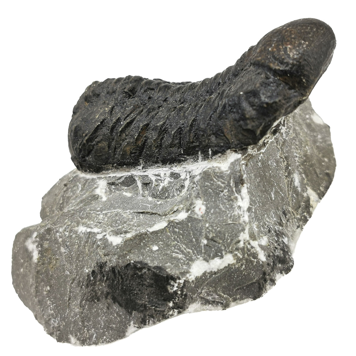 Phacops Trilobite (Scribed) fossil from Morocco.