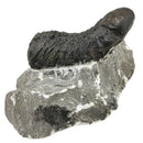 三叶虫（抄写） - 化石 不确定三叶虫的类型，抱歉缺少描述