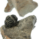 Trilobite Unprepared - Fossil