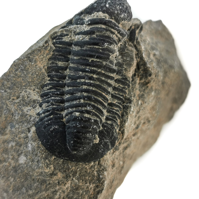 Trilobite Unprepared - Fossil