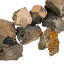 Trilobite Unprepared - Fossil