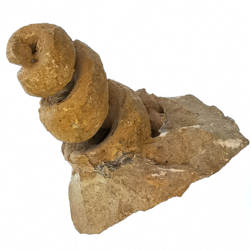 Turritella - 化石