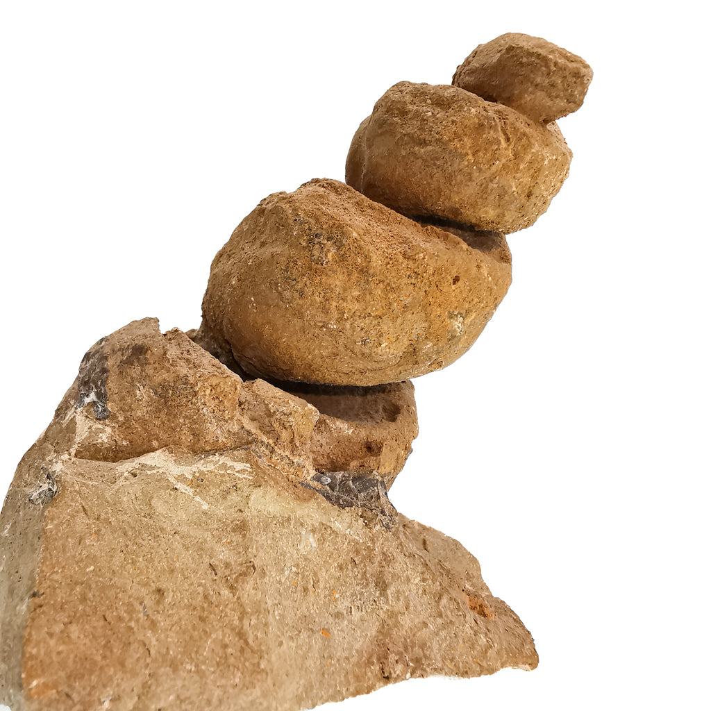 Turritella fossil from Agadir, Morocco.