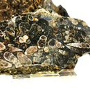Turritella Agate - Rough
