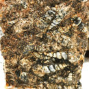 Turritella Agate - Rough
