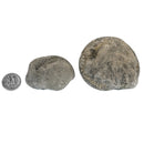 Break Your Own Ammonite - Fossil