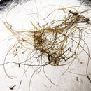 Woolly Mammoth Hair - Fossil