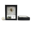 Woolly Mammoth Hair - Fossil